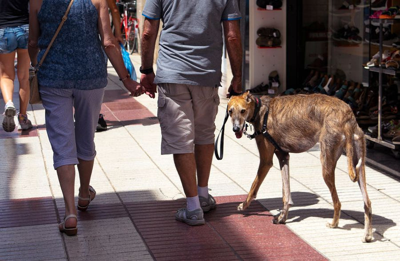 Dog Walking & Pet Care